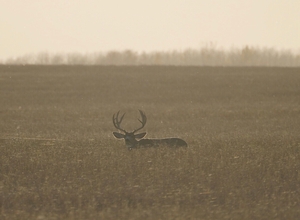 Muley Pre Scouting